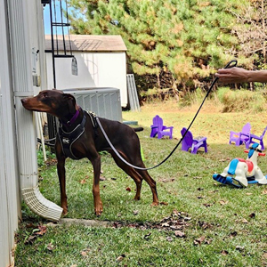 Catawba Valley Obedience Club, Hickory NC